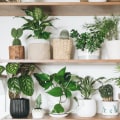 Explore The Best Air Filtering and Purifying Plants