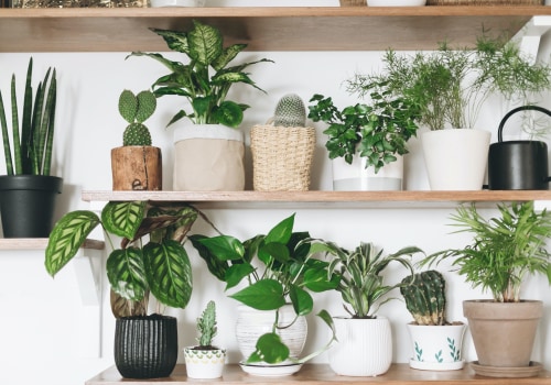 Explore The Best Air Filtering and Purifying Plants